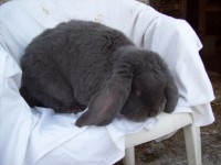 /album/francuzsky-baran1/z-foto-009-jpg2/